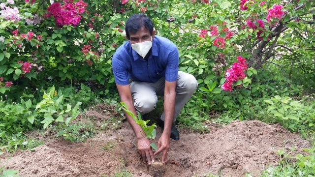 Tree Plantation at GA Bungalow